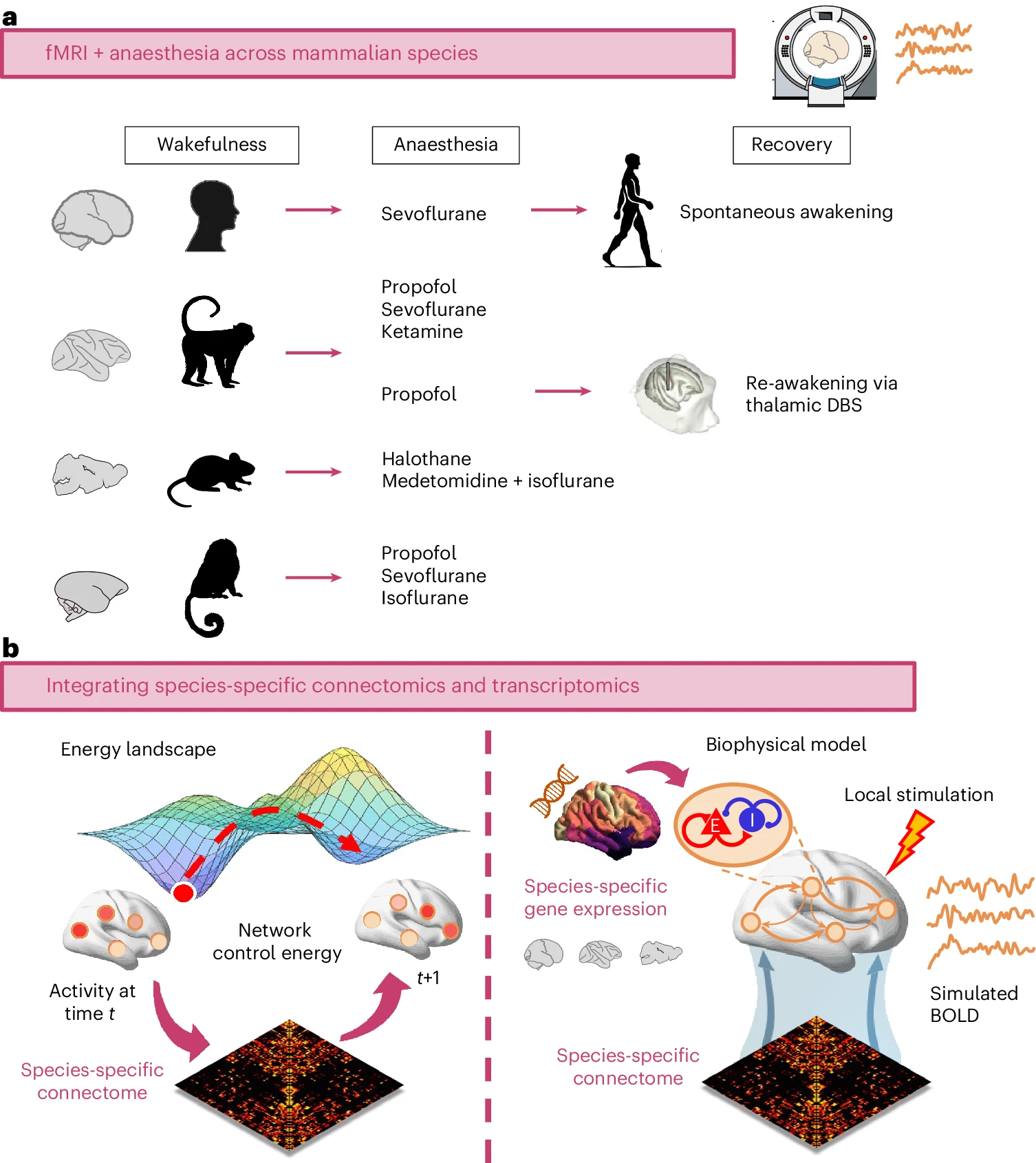 Convergent transcriptomic and connectomic controllers figure